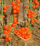 Tomatoes on tomato plant grown outdoors for sale.