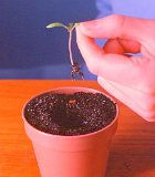 Hold tomato seedling.
