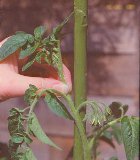 Pinch out top of grown tomato plant to buy.