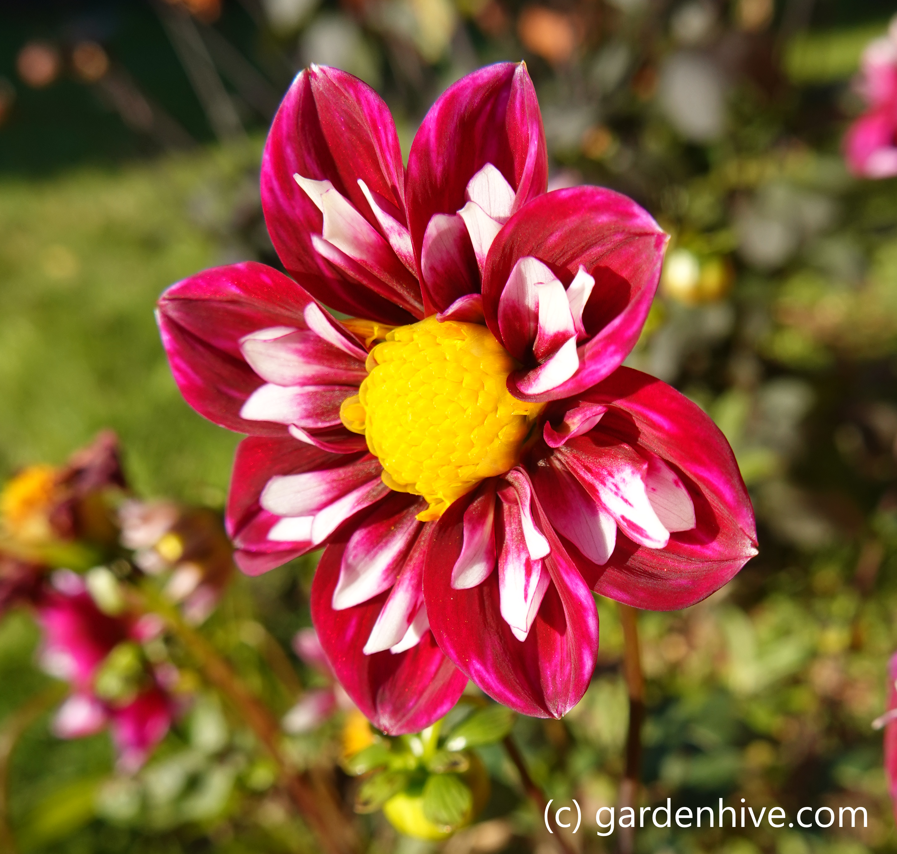 dahlias