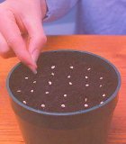 How to buy and sow tomato seeds.