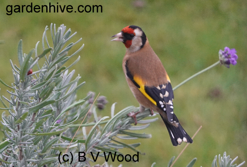 Goldfinch on Lavender plant.