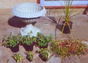 plants to buy for floral arrangement in planter on the patio, porch or yard