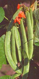 Grow your own beans